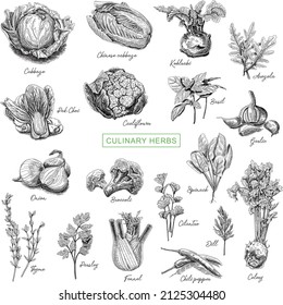 Culinary herbs and vegetables set. Sketchy vector hand-drawn illustrations.