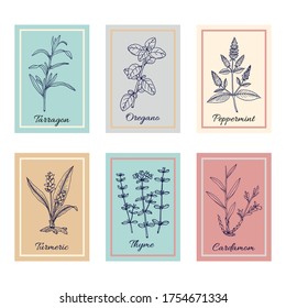 Culinary plants and fresh herbs, natural health care. Design template for web banners and cards. Hand drawn botanical vector illustration