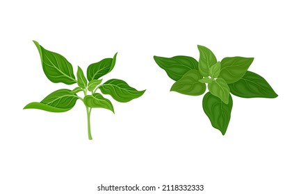 Plantas culinarias. Mint, espinacas hierbas verdes frescas y especias ilustraciones vectoriales