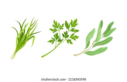 Culinary plants set. Onion, parsley, kale fresh green herbs and spices vector illustration