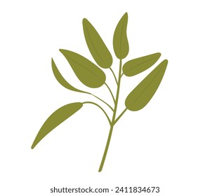 Dibujo culinario a mano de sabio aislado en fondo blanco. Planta de salvia con hojas. Impresión con grabado de hierbas. Ilustración vectorial. Esbozo de Salvia ilustración vectorial.