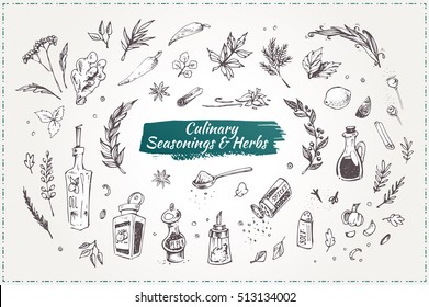 Culinary seasonings and herbs. Set sketch icons. isolated vector. vintage. graphic elements for design restaurant menus and decorating cookbooks and recipes