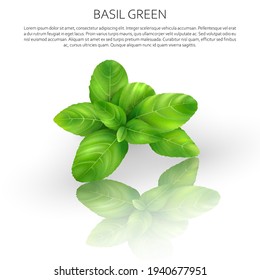 Culinary spices. Basil. Abstract vector illustration of a bunch of green basil on a light background with reflection. A blank for creativity.