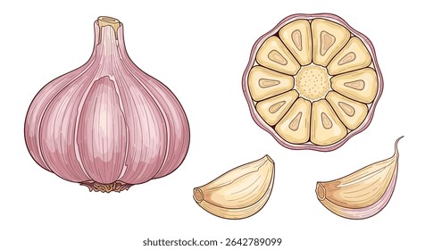 A Culinary Treasure The Remarkable World of Garlic Aromatic Flavor and Versatile Herb