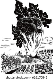 cultivated agricultural landscape, with broccoli
