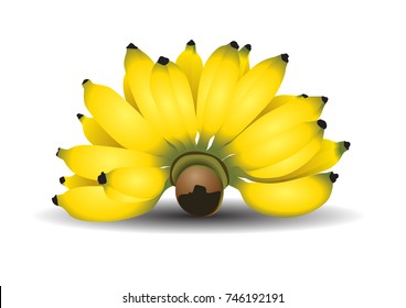 Cultivated banana thai vector illustrator