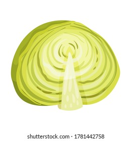 Cultivated Cabbage or Headed Cabbage as Raw Salad Ingredient Vector Illustration