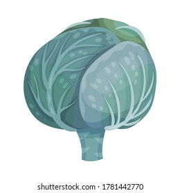 Cultivated Cabbage or Headed Cabbage as Raw Salad Ingredient Vector Illustration