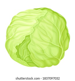 Cultivated Cabbage or Headed Cabbage as Raw Salad Ingredient Vector Illustration