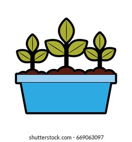 Cultivated plant in pot