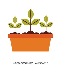 Cultivated plant in pot