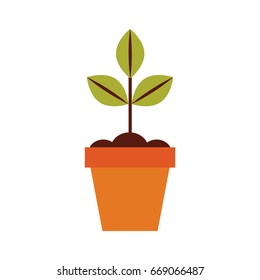Cultivated plant in pot