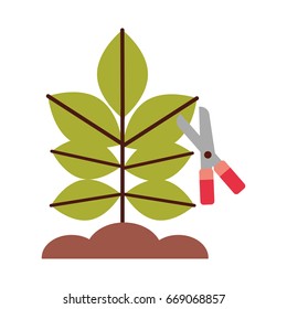 Cultivated plant with scissors