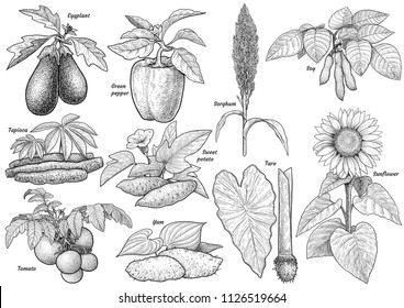 Cultivated plants collection illustration, drawing, engraving, ink, line art, vector