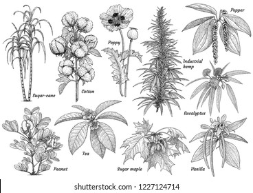 Cultivated plants collection illustration, drawing, engraving, ink, line art, vector
