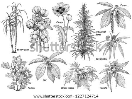 Cultivated plants collection illustration, drawing, engraving, ink, line art, vector
 商業照片 © 