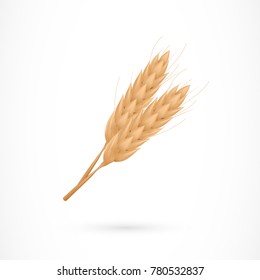 Cultivated wheat bunch