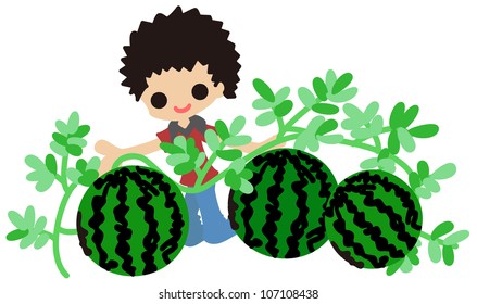 Cultivating watermelons