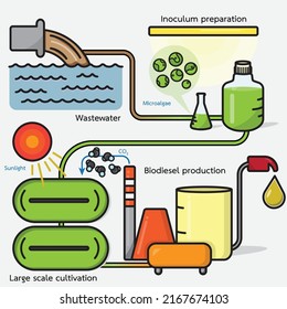 El cultivo de microalgas en las aguas residuales podría contribuir significativamente al tratamiento de las aguas residuales, la producción de biodiésel y, por tanto, la transición a la energía renovable. 