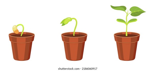 Cultivación en maceta brota de semilla. Crecimiento de los cotiledones de frijol. Ilustración vectorial de plántulas vegetales. Origen y desarrollo de plántulas florales.