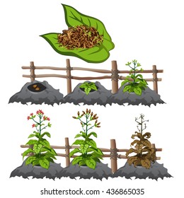 The cultivation and ripening of tobacco. Plants isolated on white background. Agriculture. Vector.