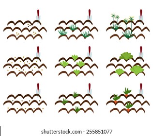 Cultivation of vegetables vector illustrations