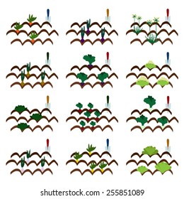Cultivation of vegetables vector illustrations