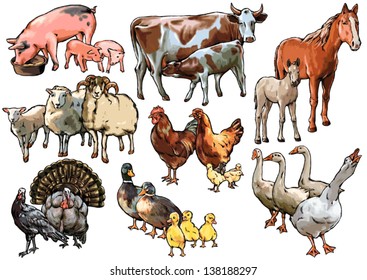 Culture pets and animals living on the farm and raised by humans, birds, farm, chicken, cow, pig, horse, sheep, turkey, goose, duck, foal, calf, lamb, piglet