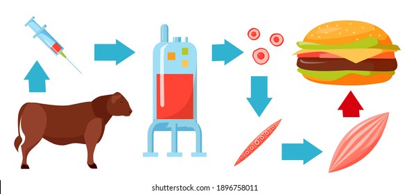 Cultured lab-grown meat infographics. Synthetic in vitro food concept. Biotechnological process with muscle stem cells, bioreactor, beef and tissue in laboratory. Color vector illustration