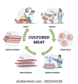 Cultured meat technology as artificial calf stem cells food growth outline diagram. Scientific beef animal biopsy, growth serum research and developing myotubules to muscle tissue vector illustration.