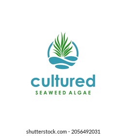 Cultured Seaweed Algae Symbol Logo Design