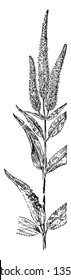 La raíz de Culver es una hierba erecta perenne que cultiva picos de flores blancas tipo candelabro que se abren desde arriba hacia mediados del verano, dibujo vintage o ilustración de grabado.