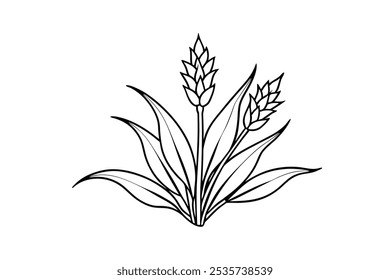Culver's Root line art vector illustration