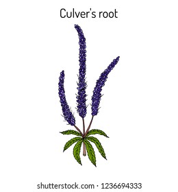 Culver's-root, or Culverphysic, black root (Veronicastrum virginicum), medicinal plant. Hand drawn botanical vector illustration