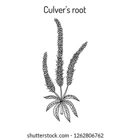 Culver's-root, or Culverphysic, black root (Veronicastrum virginicum), medicinal plant. Hand drawn botanical vector illustration