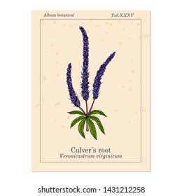 Culver's-root, or Culverphysic, black root (Veronicastrum virginicum), medicinal plant. Hand drawn botanical vector illustration