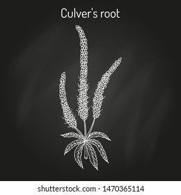Culver's-root, or Culverphysic, black root (Veronicastrum virginicum), medicinal plant. Hand drawn botanical vector illustration
