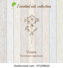 Cumin, essential oil label, aromatic plant. Vector illustration