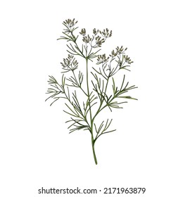 Cumin flowering plant with branch, leaves and flowers - sketch vector illustration isolated on white background. Hand drawn herbal element. Concepts of cooking and traditional medicine.