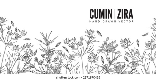 Cumin hand drawn seamless border, monochrome sketch vector illustration on white background. Zira plants and seeds with engraving texture. Food seasoning banner template.