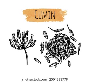 Comino. Puñado de especias y flores secas con semillas. Dibujado a mano boceto de tinta aislado.