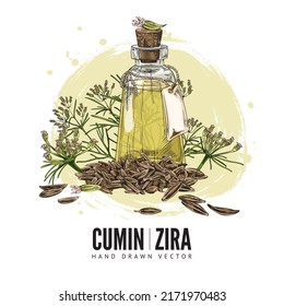 Cumin organic oil with zira seeds and plants, poster template - sketch vector illustration on white background. Hand drawn cumin condiment for cooking. Aromatic seasoning banner with text.