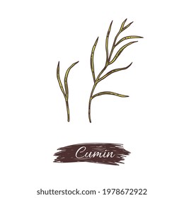 Cumin plant branches collection, engraving style vector illustration isolated on white background. Vintage botanical hand drawn Cumin medical and food spicy herb.