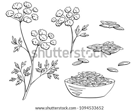 Cumin plant graphic black white isolated sketch set illustration vector