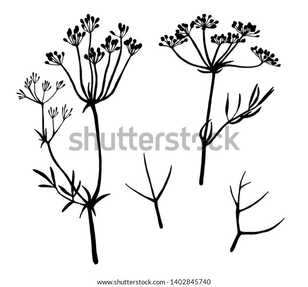 クミンシルエットセット 薬草と香辛料 花 種 葉を持つ生のキャラウェイ 白い背景にハーブのベクターイラスト のベクター画像素材 ロイヤリティフリー