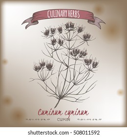 Cuminum cyminum aka Cumin color vector hand drawn sketch on vintage background. Culinary herbs collection. Great for cooking, medical, gardening design