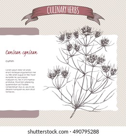 Cuminum cyminum aka Cumin vector hand drawn sketch. Culinary herbs collection. Great for cooking, medical, gardening design.