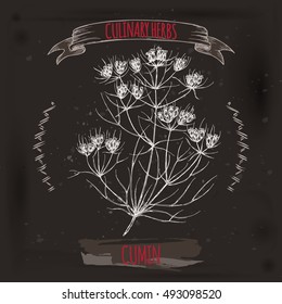 Cuminum cyminum aka Cumin vector hand drawn sketch on grunge black background. Culinary herbs collection. Great for cooking, medical, gardening design