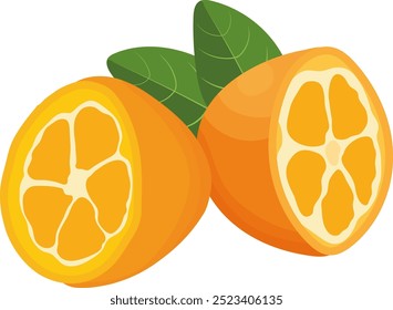 Cumquat or Kumquat Citrus Fruits Isolated on White Background