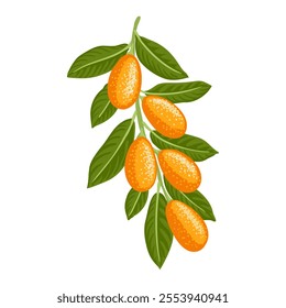 cumquat vector drawing citrus tree branches with fruits and green leaves isolated at white background, hand drawn illustration